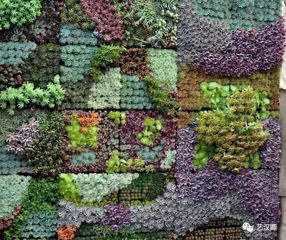 创意多肉墙 | 绿色装饰的艺术魅力-10