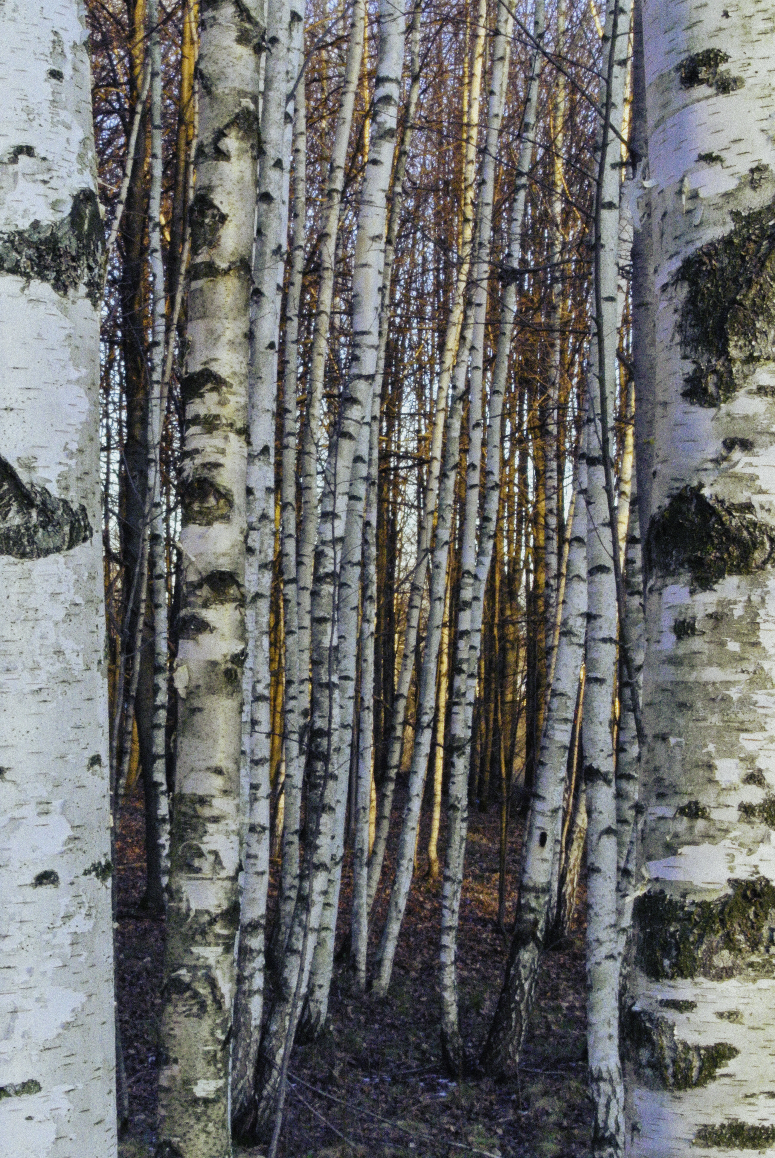 birches相关项目丨俄罗斯莫斯科丨信息未提及-8