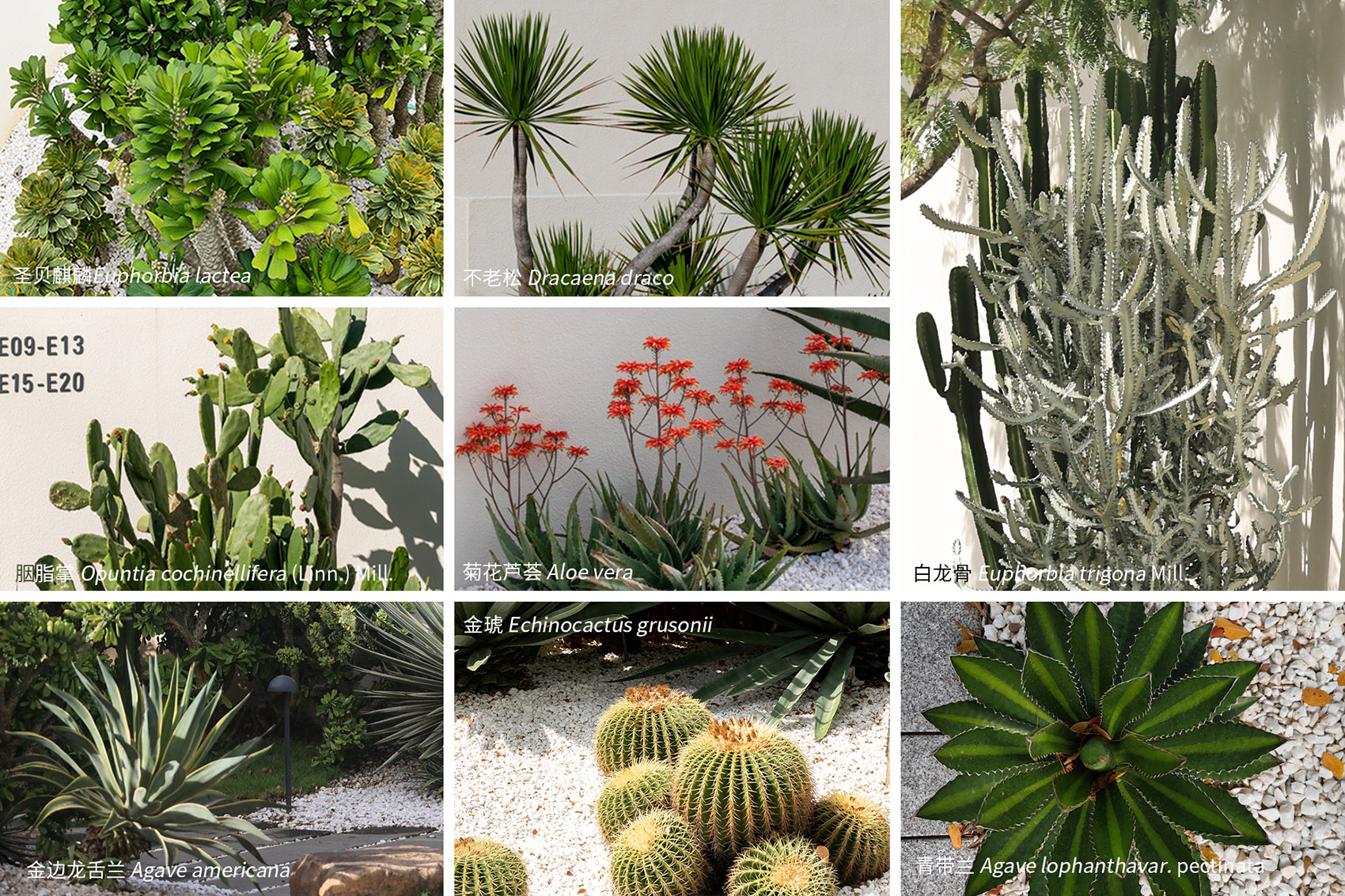 阿那亚三亚南花园丨中国三亚丨Z’scape致舍景观-208