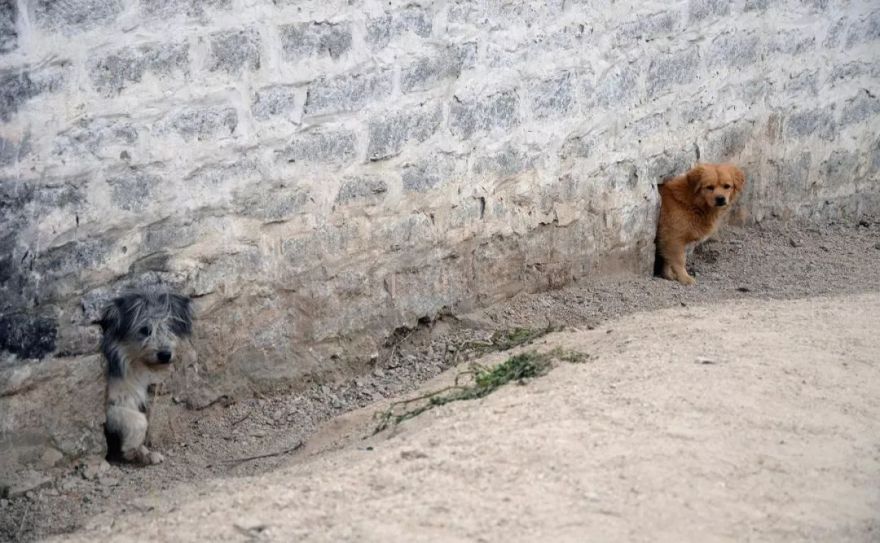 西安-- 甘肃-- 青海-- 西藏-- 云南环游之旅 | 诗和远方的田野-100