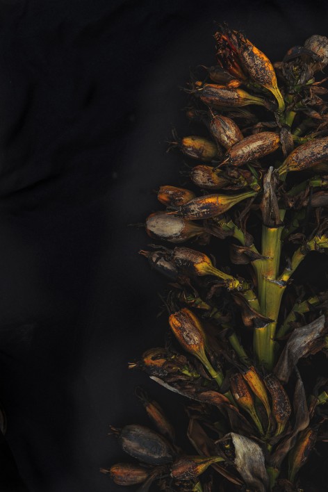 幻影天堂 · 热带深渊-10