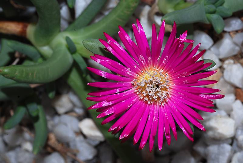Giardino Botanico di Lione（里昂植物园）丨法国里昂-10