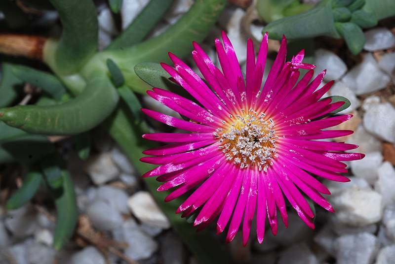 Giardino Botanico di Lione(里昂植物园)丨法国里昂-10