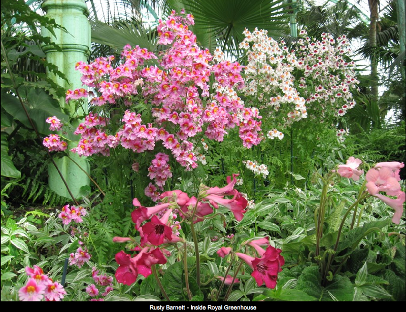 Magiche serre reali di Laeken (Bruxelles) | theouterthebetter-30