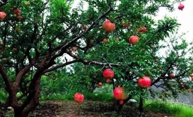 罗汉松 | 庭院中的守财吉祥树-218