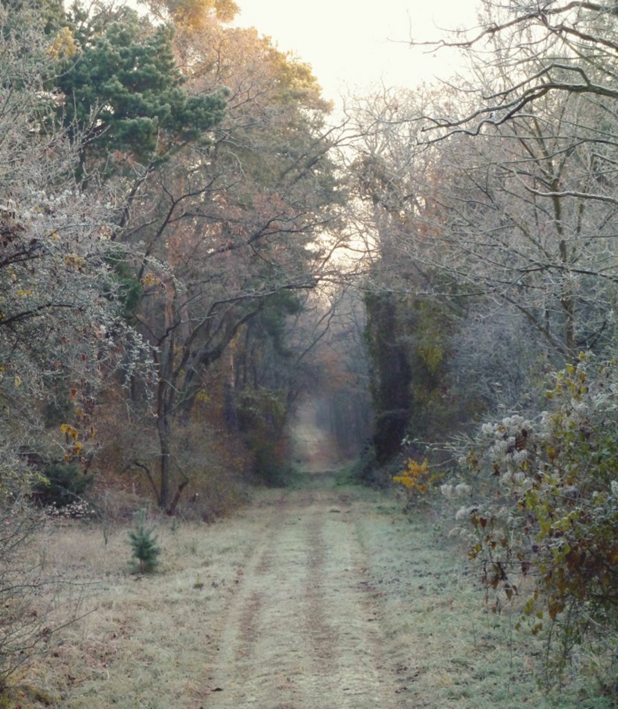 Schepp Allee（舍普林荫道）丨德国达姆施塔特-28