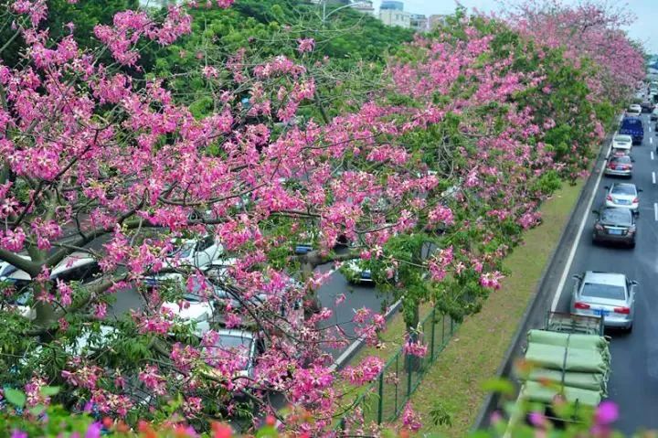 花城广州,四季繁花似锦的生态城市设计丨中国广州丨茏腾园林-14