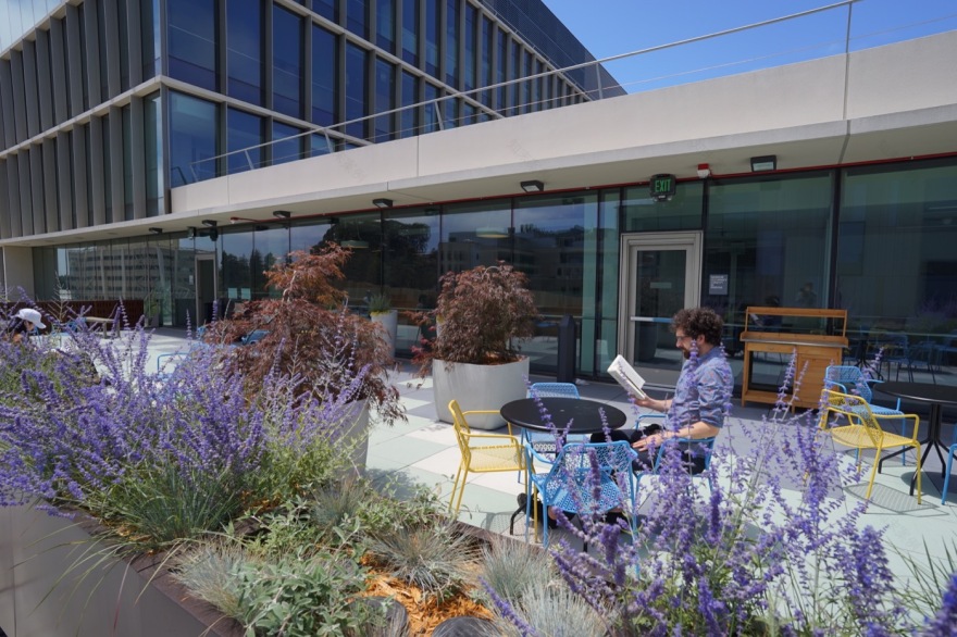 伯克利公共卫生学院格兰芬 terrace 花园丨Groundworks Office-6