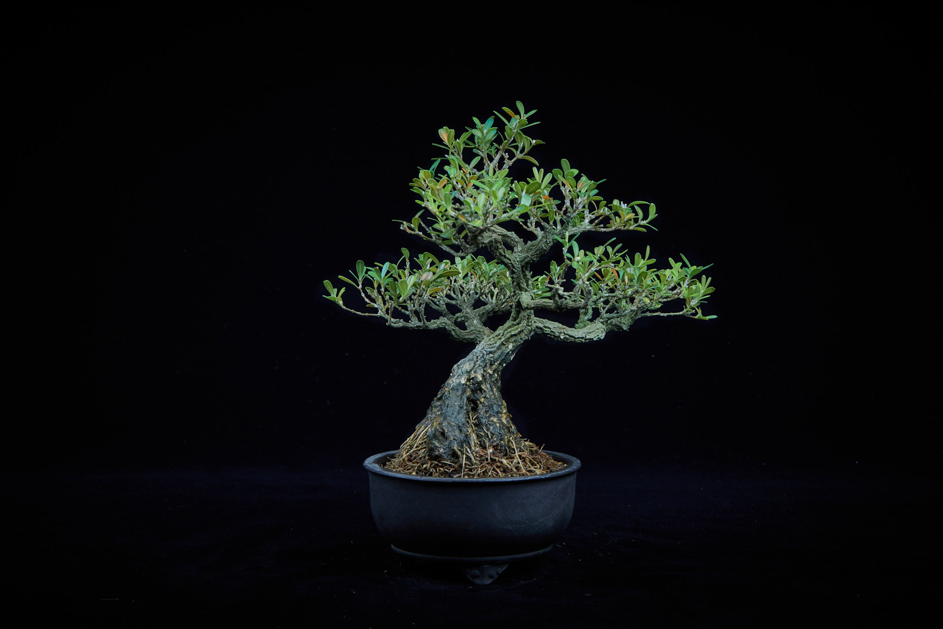 20~25公分小品盆栽-5