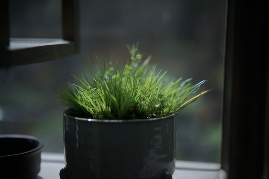 夏日茶室 | 绿色与自然的完美融合-9