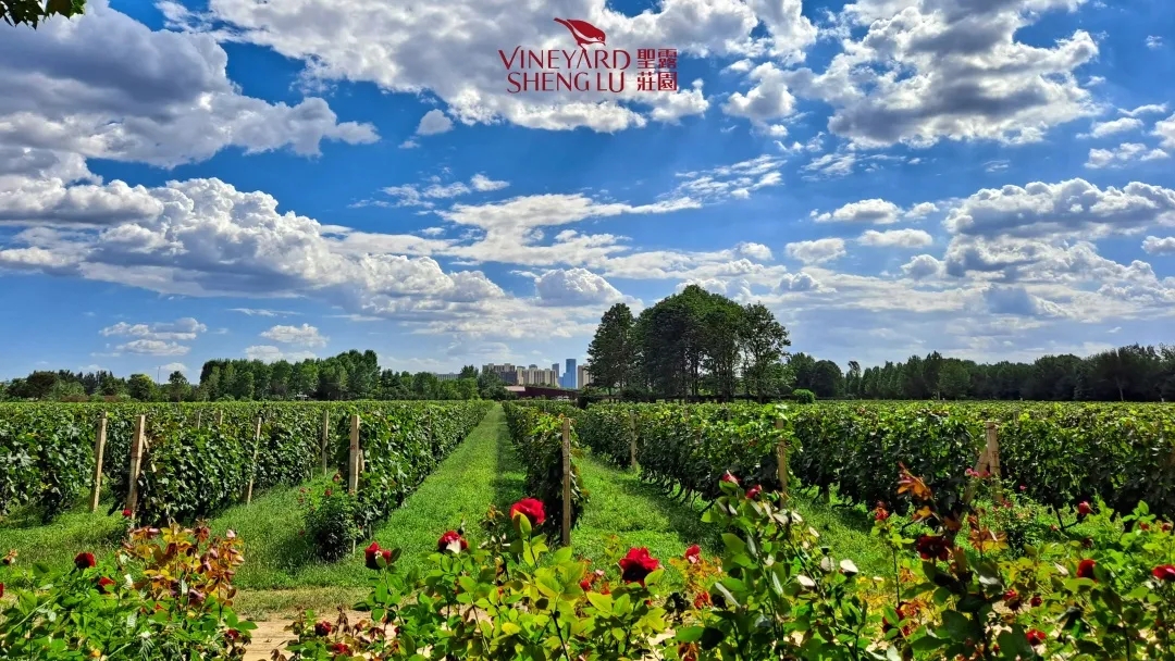 北京圣露庄园整体运营管理项目丨中国北京丨奥雅设计-8