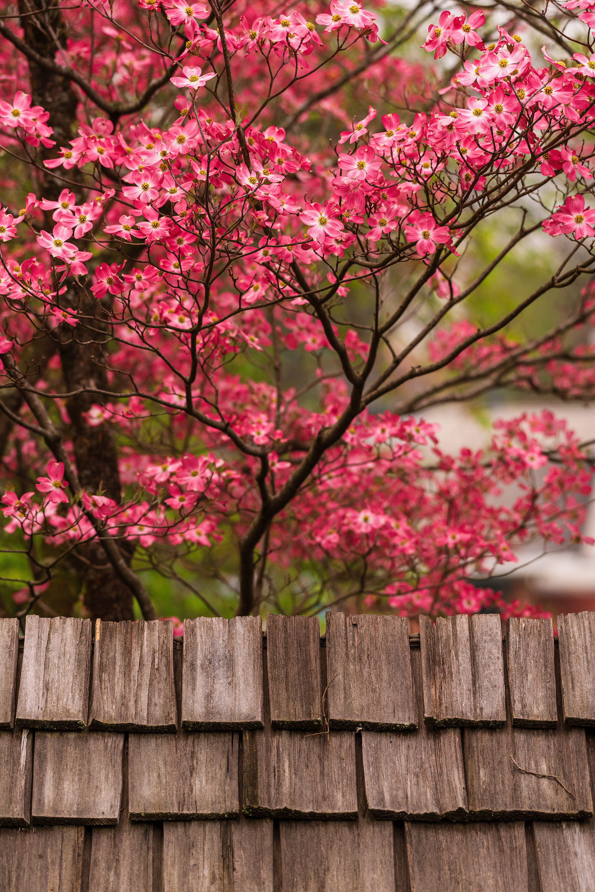 Knoxville, TN (USA).-98