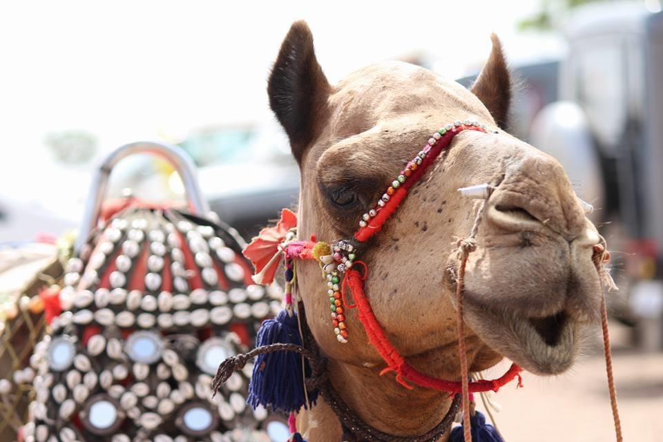 Shutter surpraaiise-0