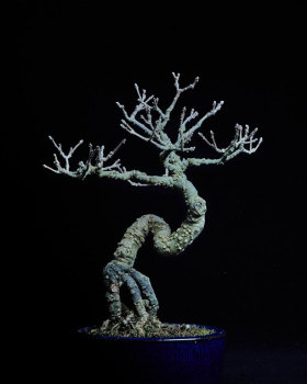 20~25公分小品盆栽