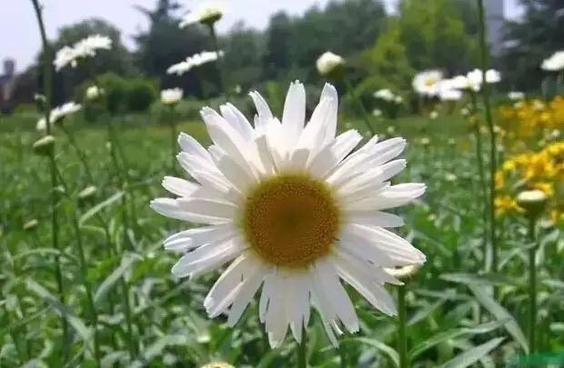 花境设计常用 60 种植物，让花园变得绚丽多彩-81