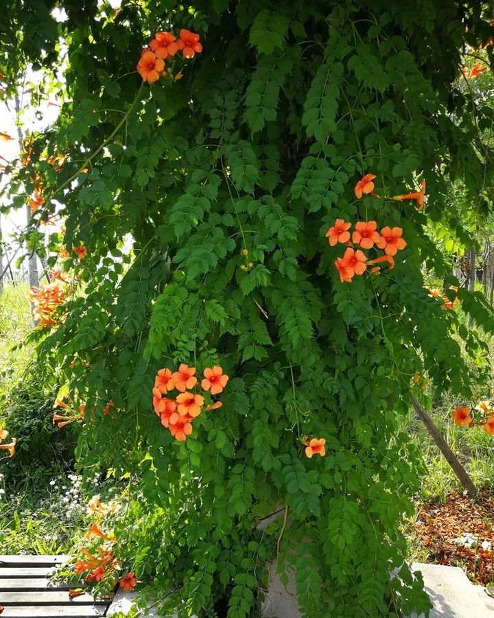 紫葳科瑰宝，凌霄花的魅力与应用-18