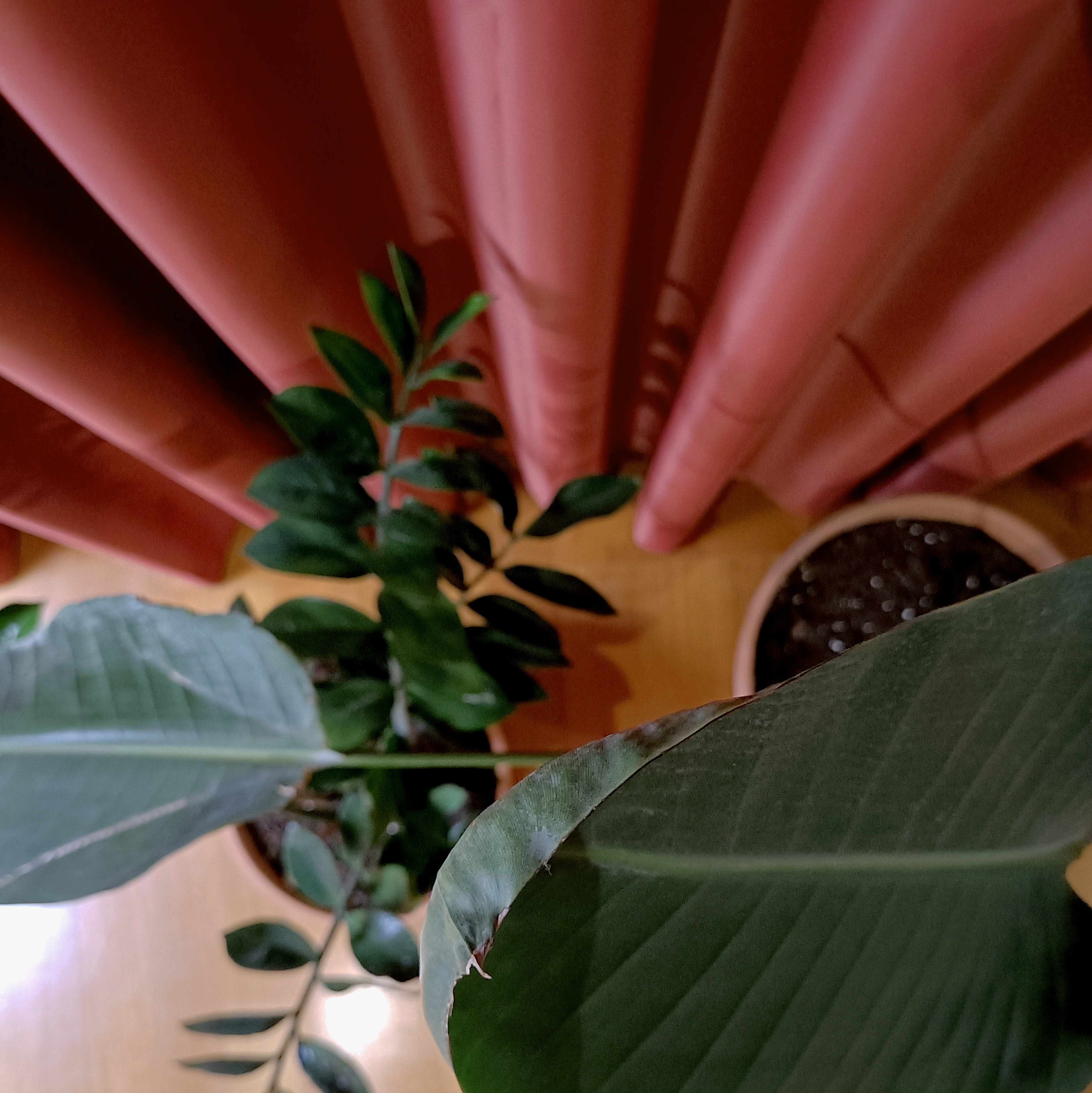 红波窗帘工作室丨葡萄牙丰沙尔丨AA.Arquitectos-8