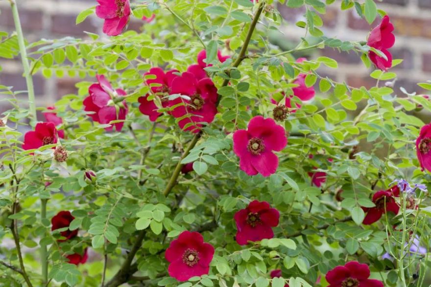 一个设计,一个栽种,夫妻协力打造的复古花园-50