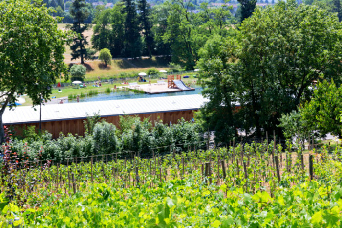 Naturbad Riehen自然无氯游泳池丨瑞士丨瑞士建筑事务所Herzog & de Meuron-6