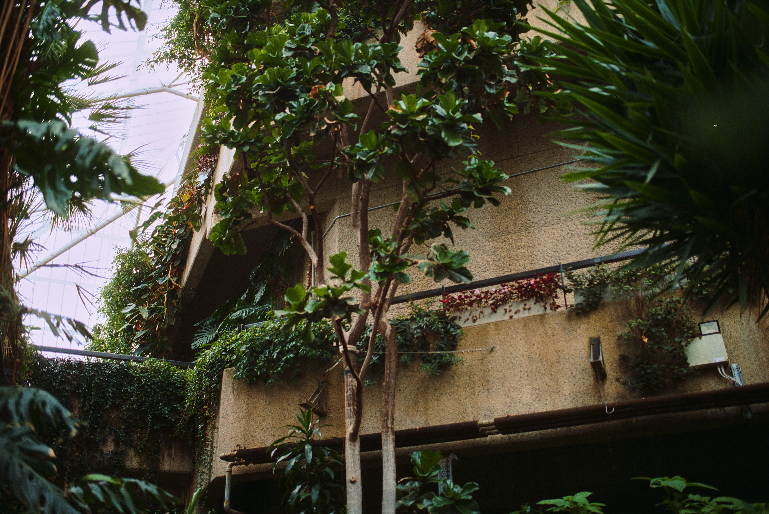 巴比肯温室丨英国伦敦-15