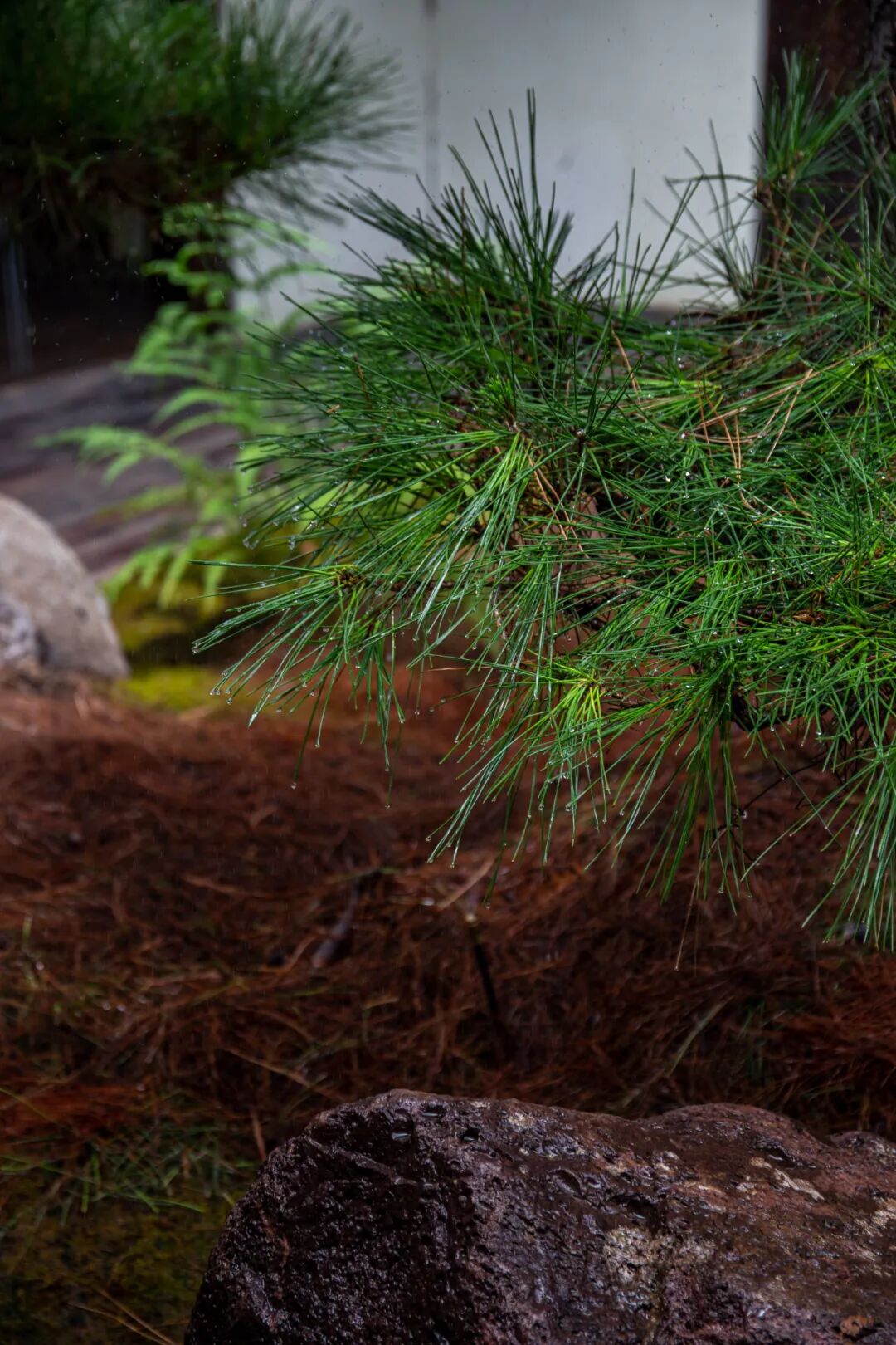 未竟园|当浦东百年历史民宅遇见京都苔寺，会生出怎样的新花园？-135