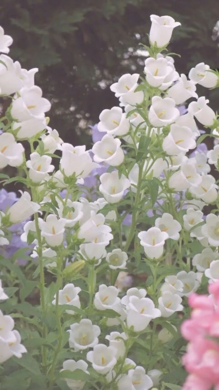 《三里清风》温馨浪漫,生活美学与收纳功能的完美结合-2