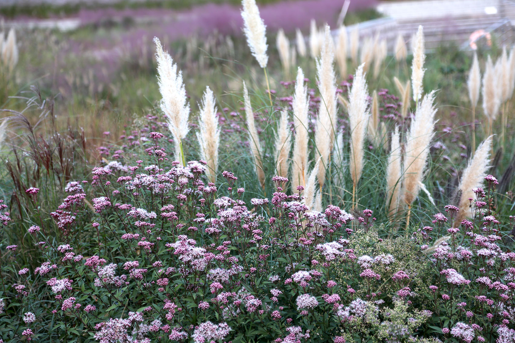 多岛海野草公园丨中国日照丨孔祥伟工作室-158
