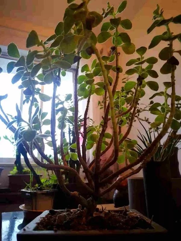 不惑之年，他自己动手建了一座楼顶花园，养花种菜喂鱼……-133