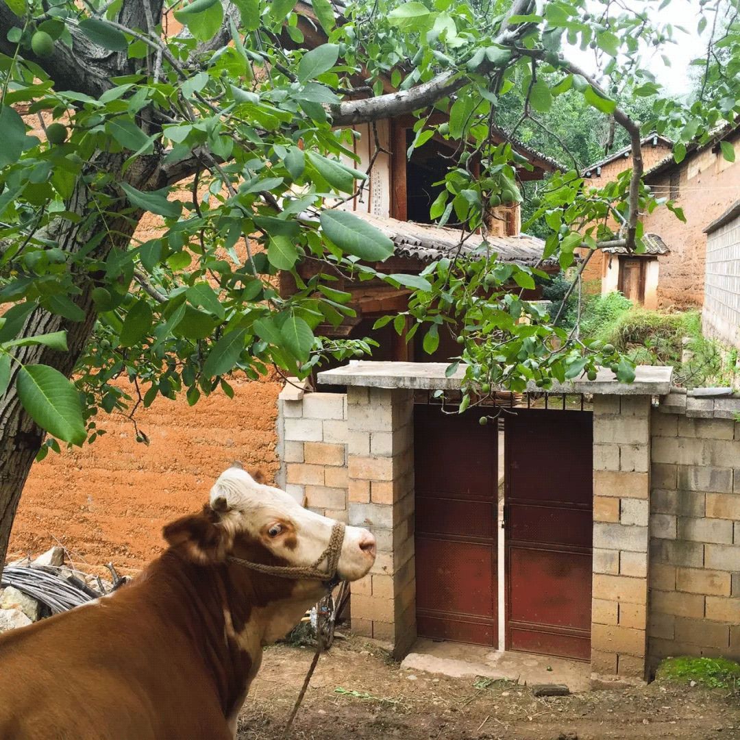 买不起房，小夫妻把牛棚改造成家，竟成300㎡大别墅还有150㎡花园菜地......-91