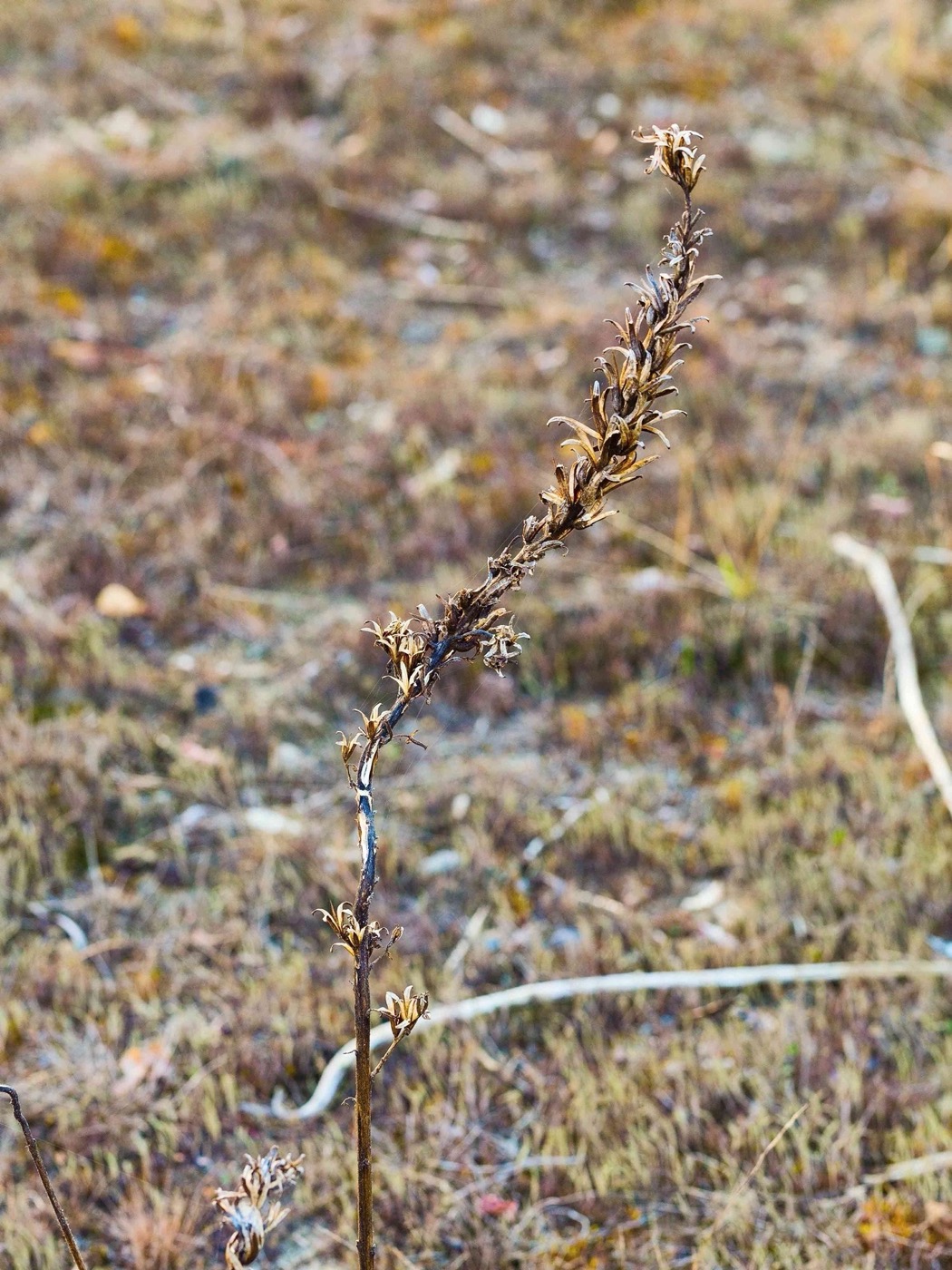 柏林森林中的人工沙丘丨德国柏林丨Gruppe F-5