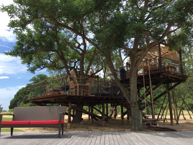 Tree terrace on uninhabited island-6