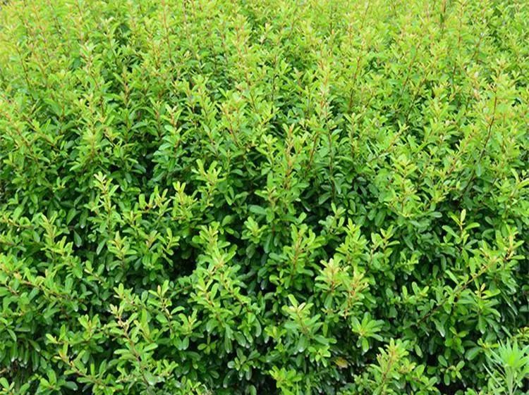 绿篱景观的多功能设计 | 空间、生态与美学的完美结合-74