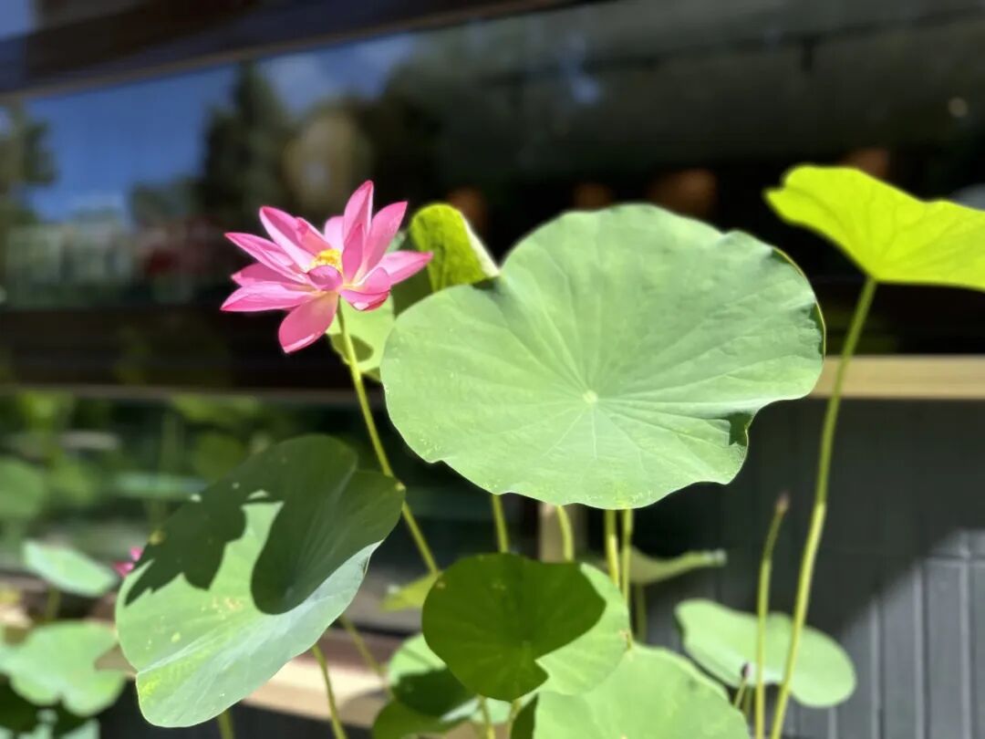 海淀新添宝藏打卡地！古风茶咖随手拍，就在这个公园——-52