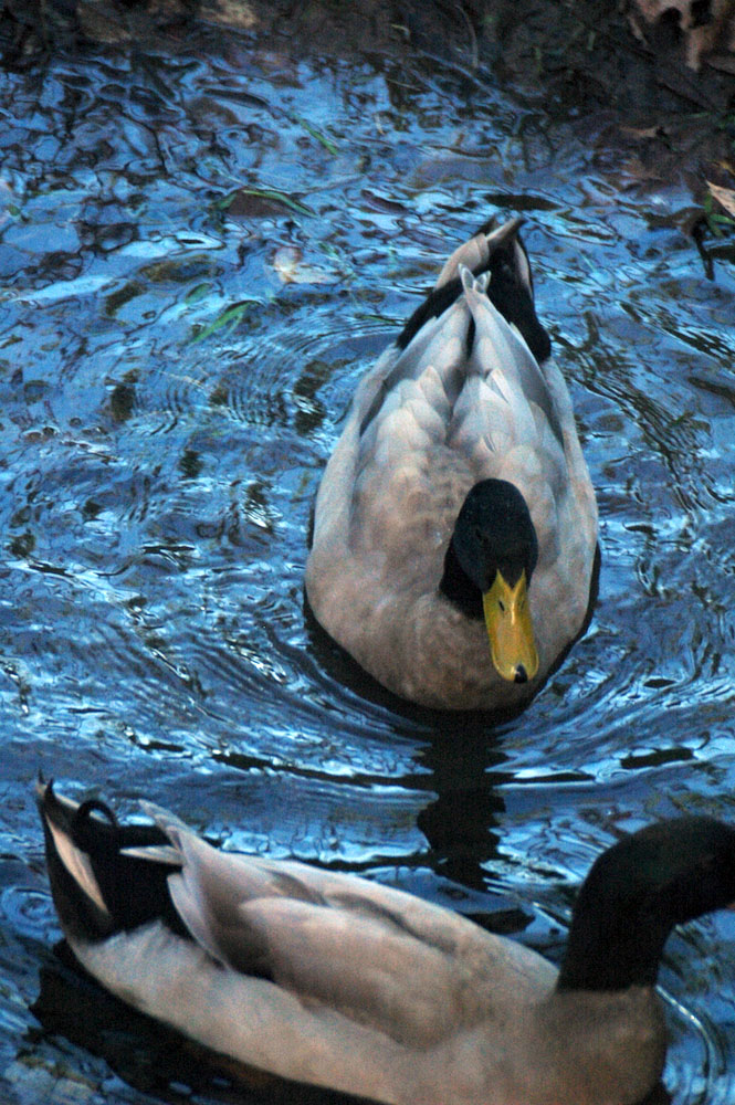 复古复兴 | 19 世纪 50 年代美国宾夕法尼亚州小威尼斯建筑群-136
