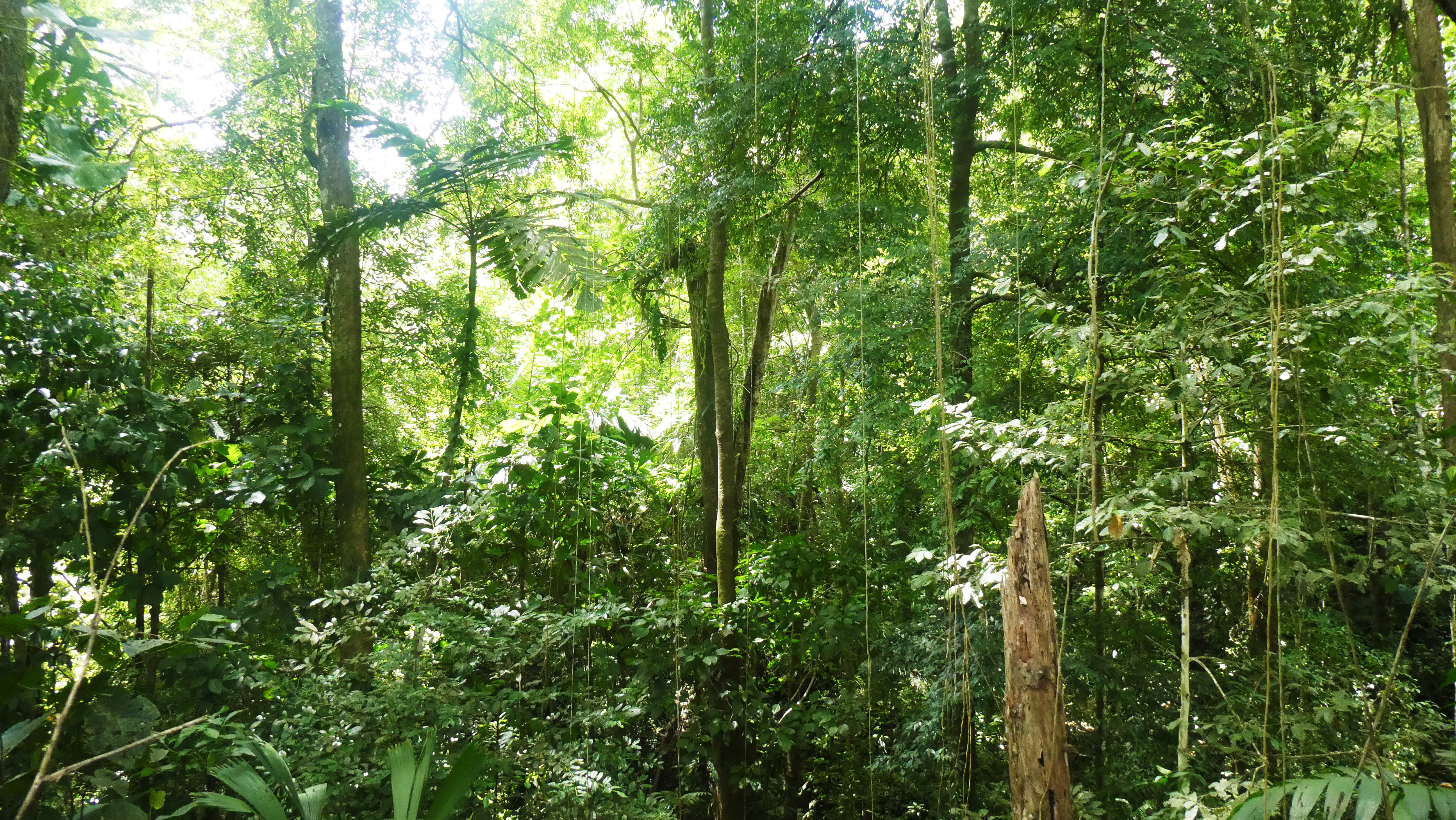 开阔的丛林小屋丨哥斯达黎加-12