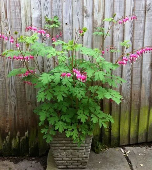 荷包牡丹 | 独特外形与丰富花语的观赏植物-49