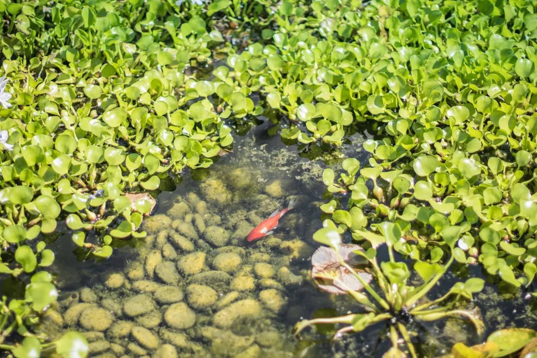 中南蚌埠江山府 | 种下一米菜园，收获心田一亩-103