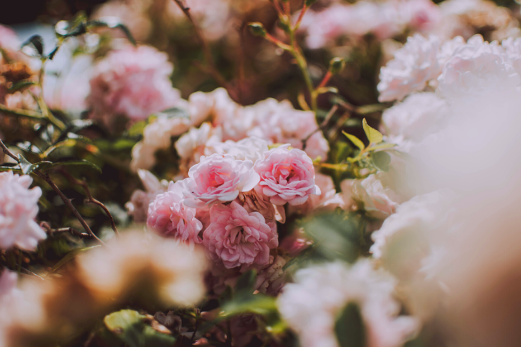 Gardening Archives - aspire design and home-0