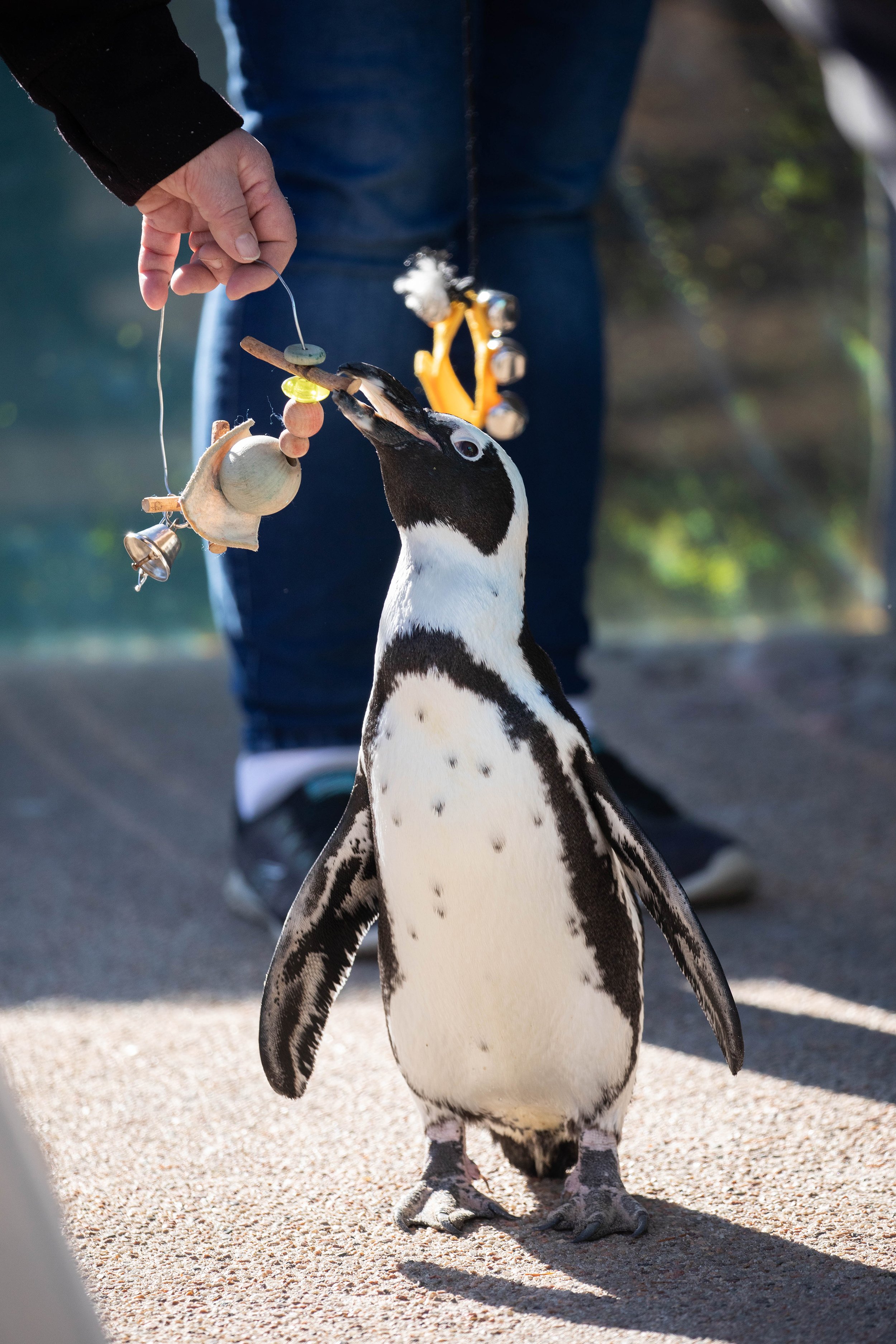 水际之地：非洲丨美国科罗拉多斯普林斯丨SH|R Studios-10