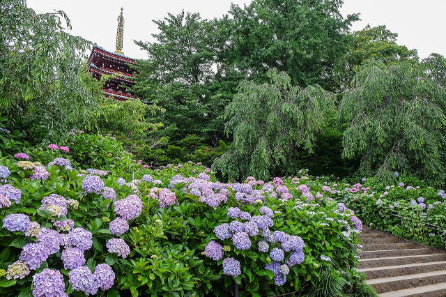 本土寺庭园等景观-10