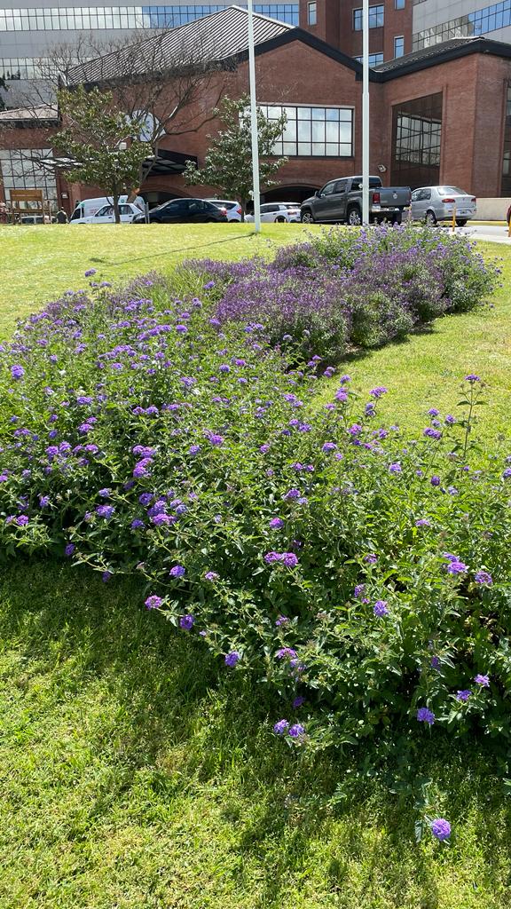 澳大利亚医院治疗花园设计项目丨阿根廷布宜诺斯艾利斯丨Valeria Lennon（农业工程师兼景观设计师）-3