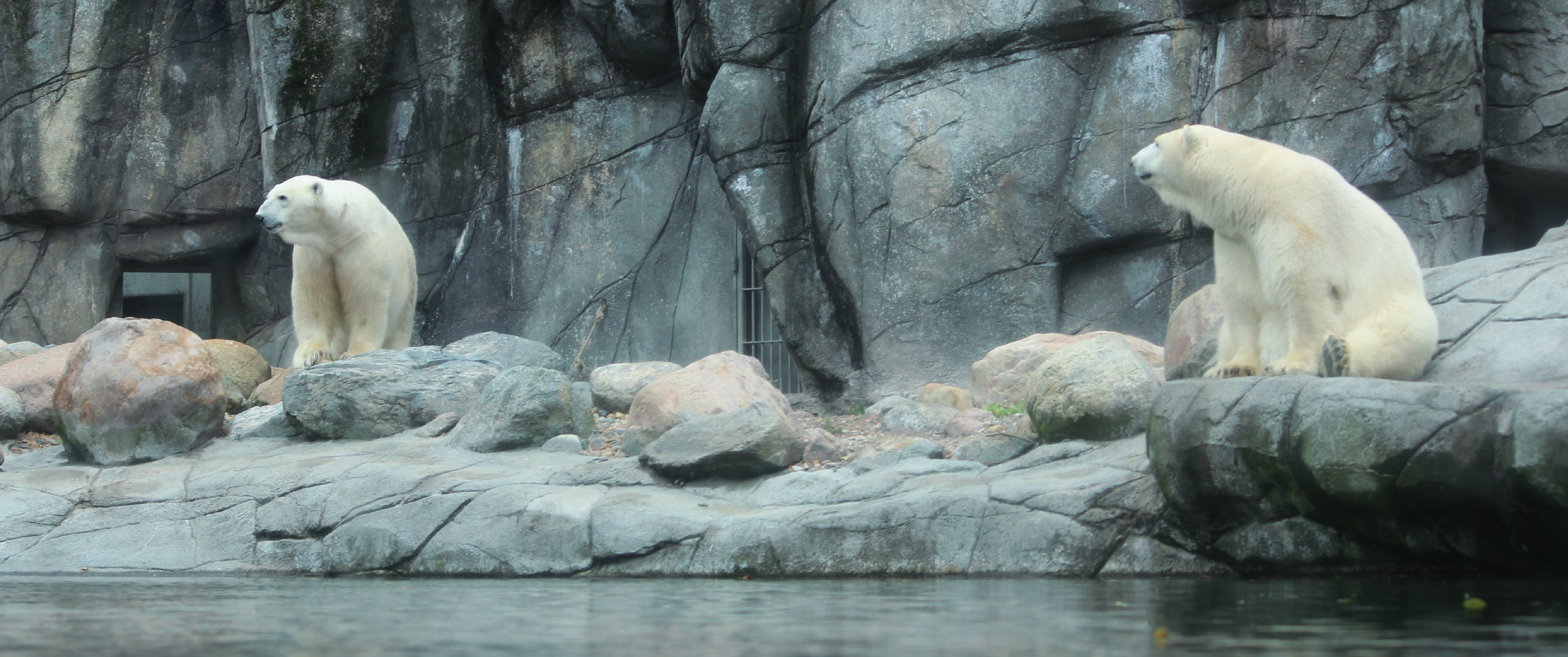 奥尔堡动物园北极熊标识牌-16