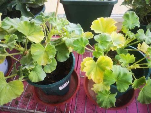 极简轻奢,重构生活美学丨星艺装饰广州总部-14