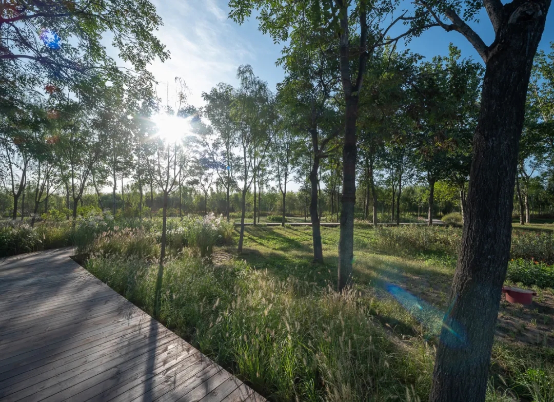 通州城市绿心森林公园丨中国北京丨北京建院-21