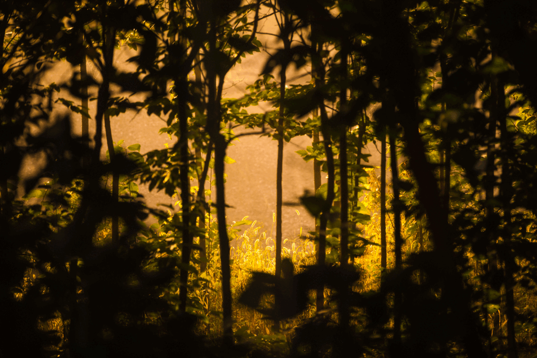 树林中的神仙小院 · 摄影师夫妻 10 万元爆改租住房丨中国北京-2