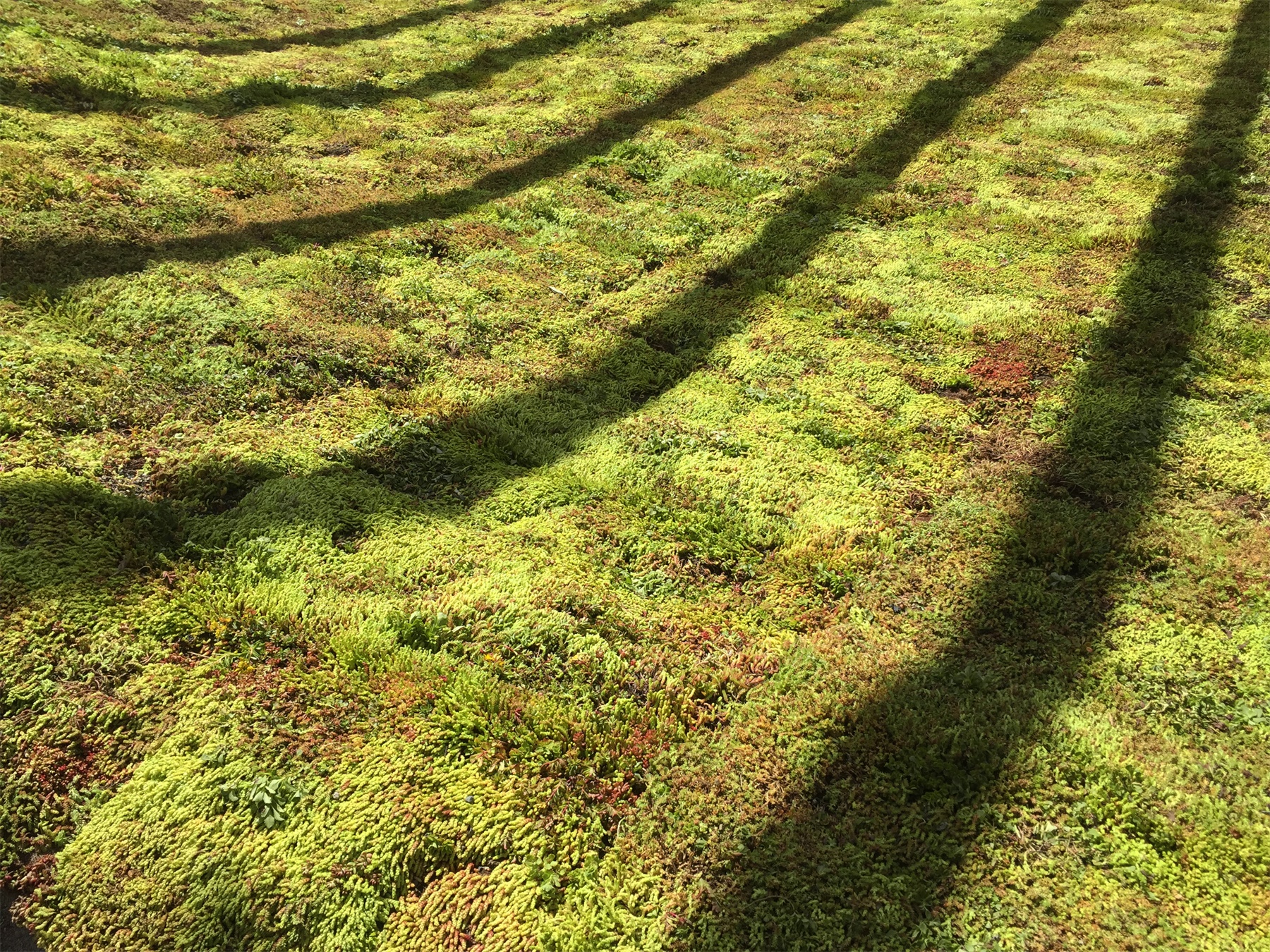 绿色地毯艺术装置丨美国丨nomad studio-8