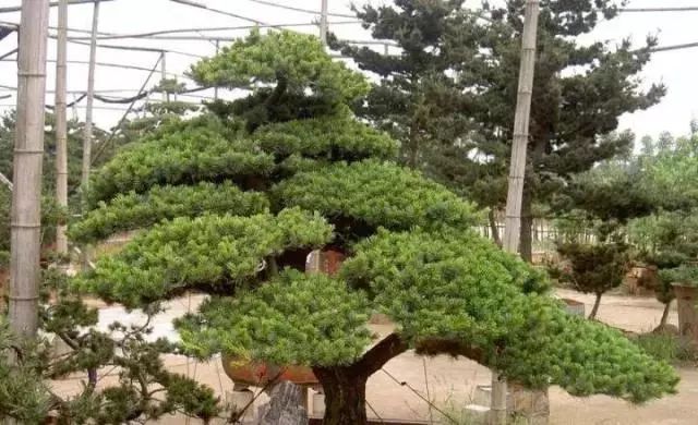 罗汉松 | 庭院中的守财吉祥树-41