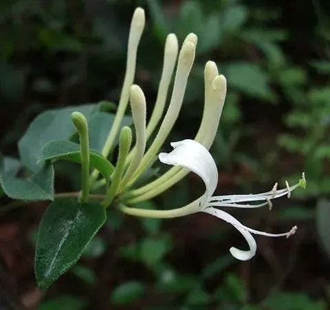 金银花园艺设计 | 品味清热解毒的良药之美-21