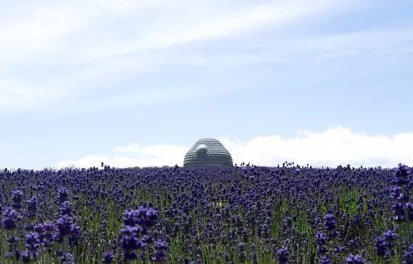 真驹内泷野墓地×头大佛丨日本丨安藤忠雄-59