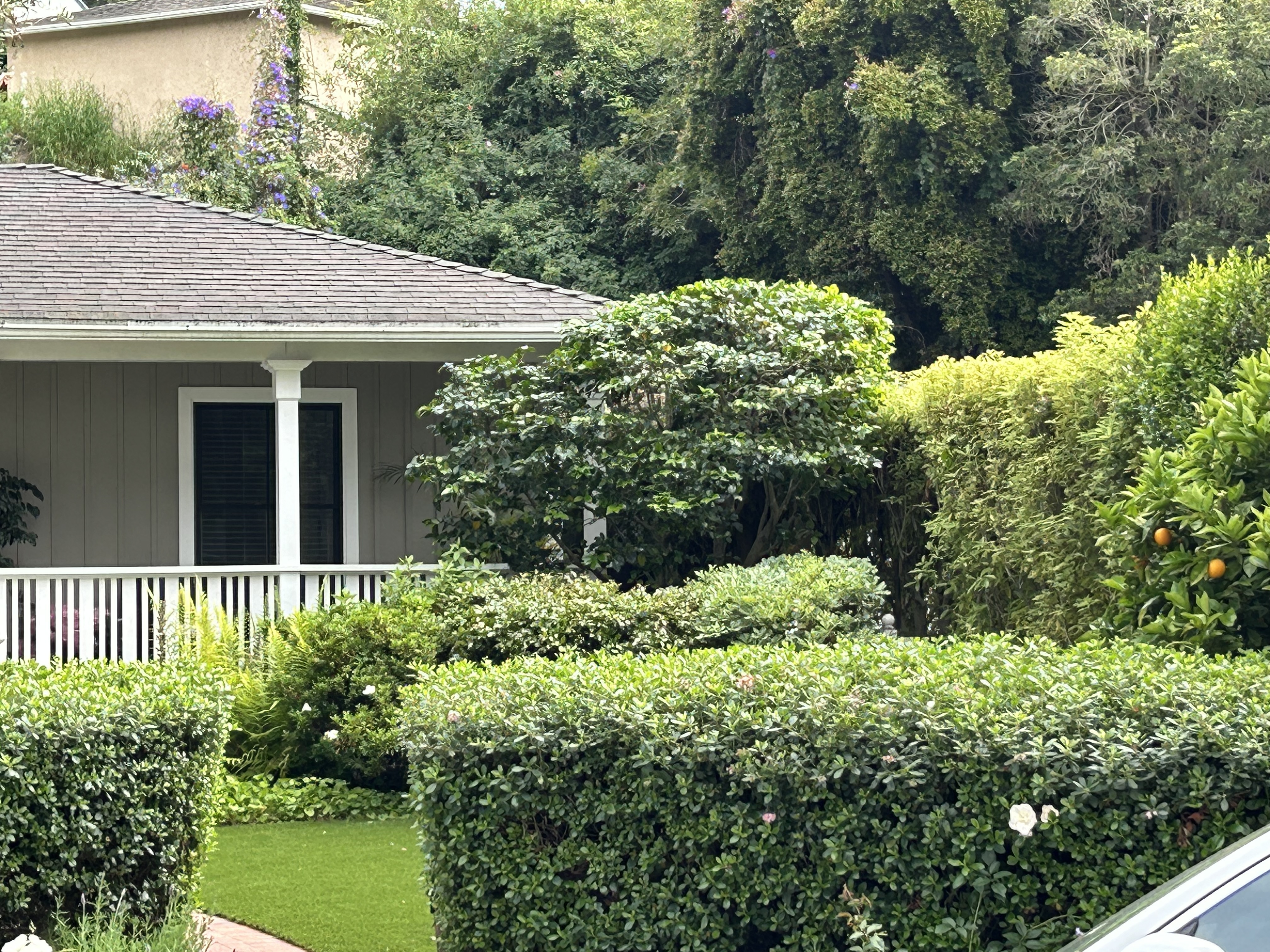 门廊山茶花修剪项目-9